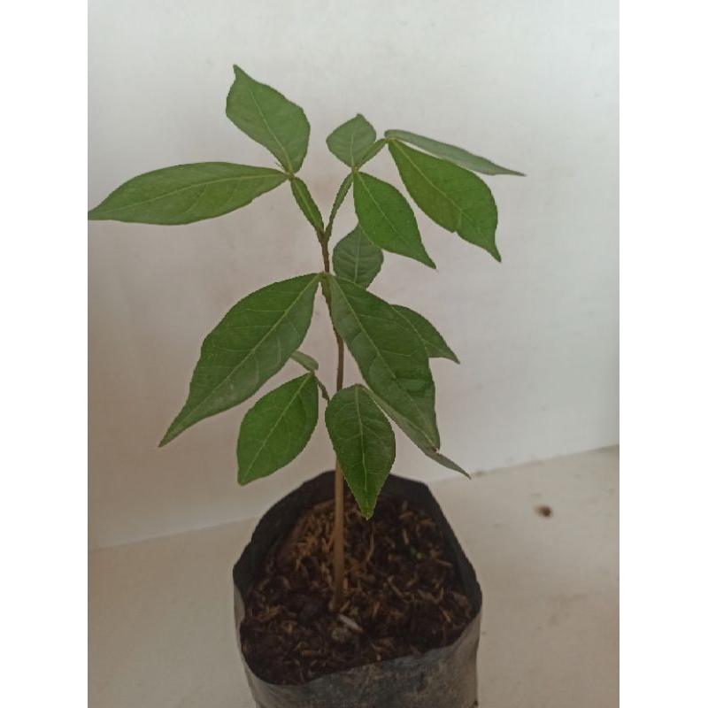 Bibit sheedles Buah Salju
