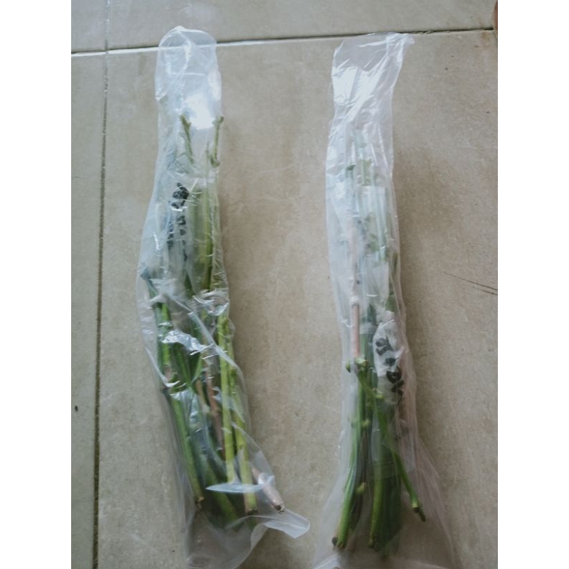 entres jambu air black red