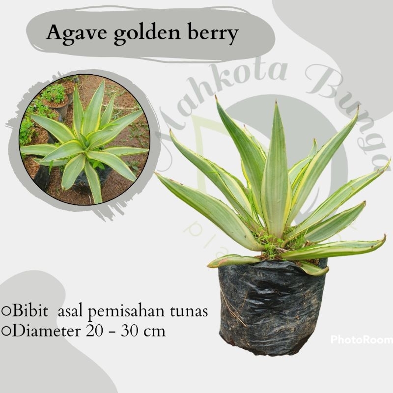 agave golden berry