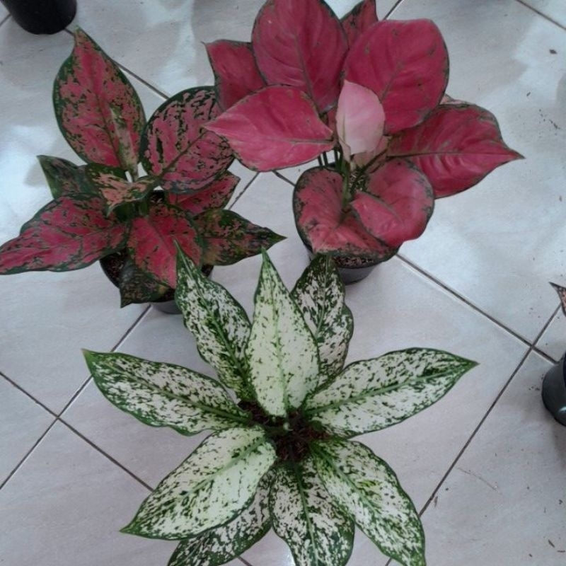 aglonema nota live
