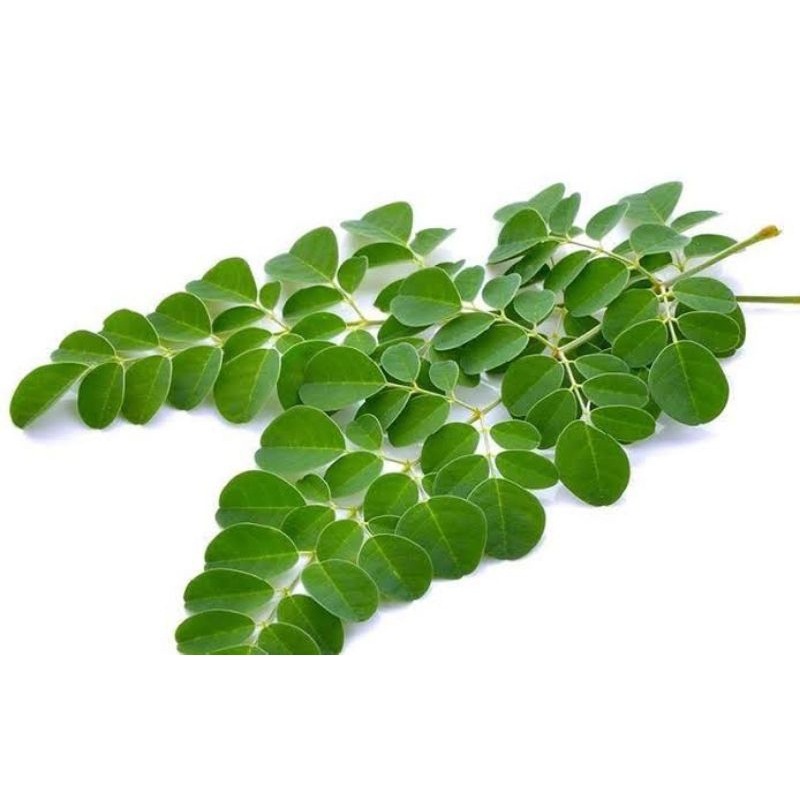 Kelor Daun kelor (cod)