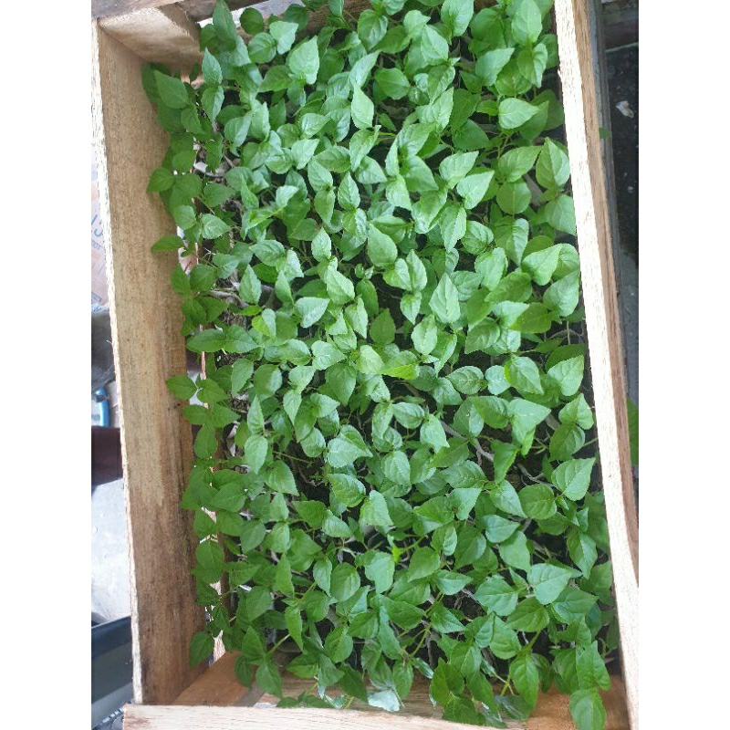bibit cabe rawit