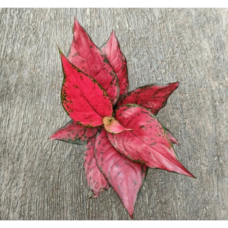Aglonema red king super