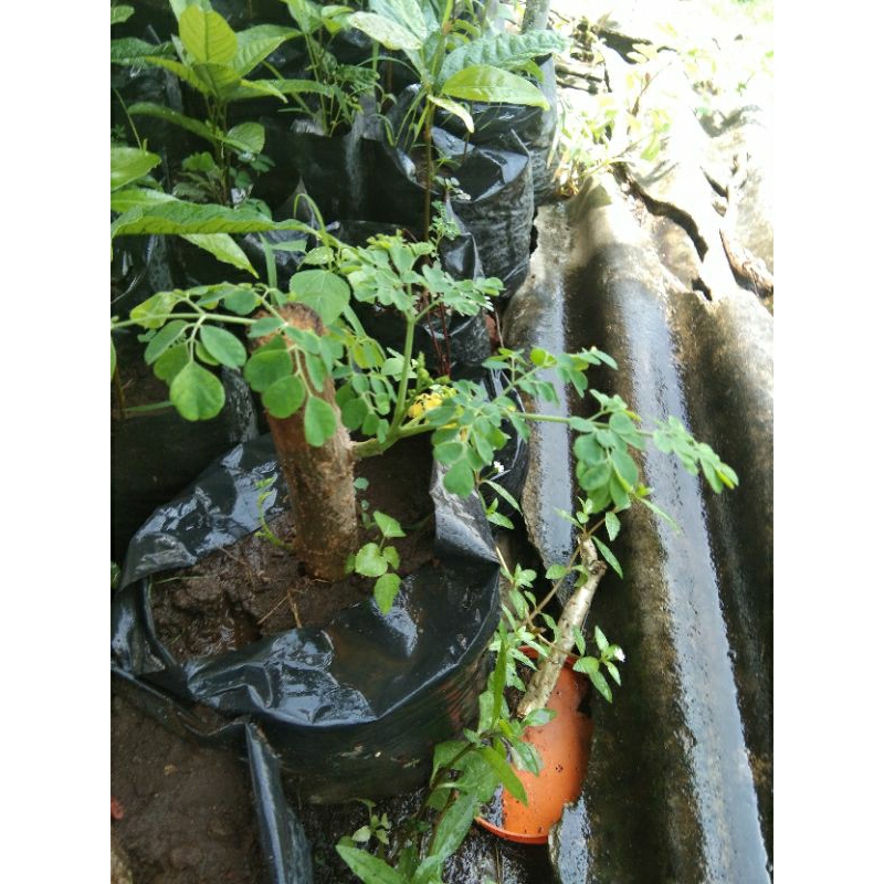 Bibit Pohon Kelor