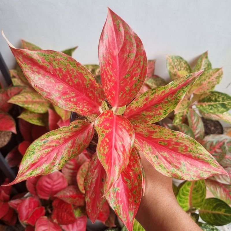 Aglonema Red Moon