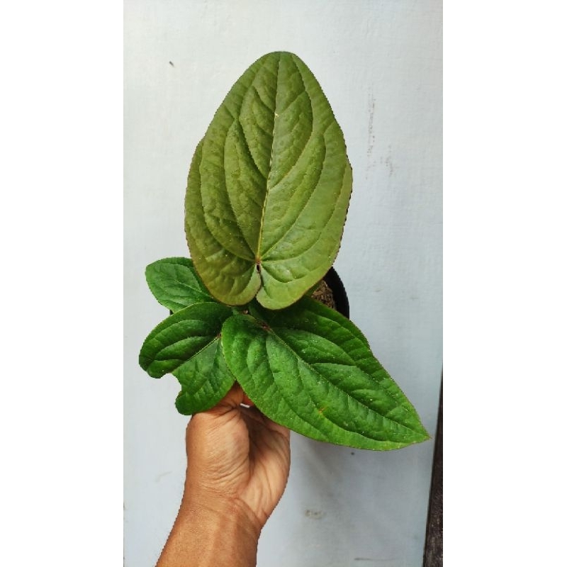 Anthurium Radicans