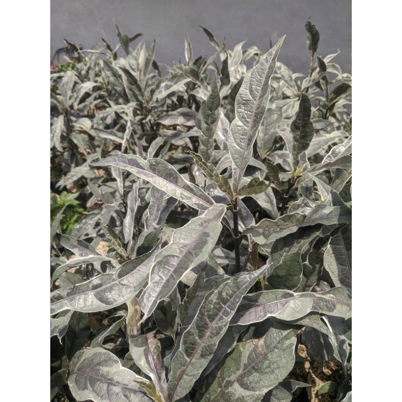 Bunga Melati Silver~