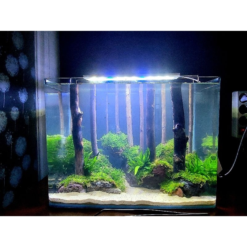 Aquascape Tema Hutan