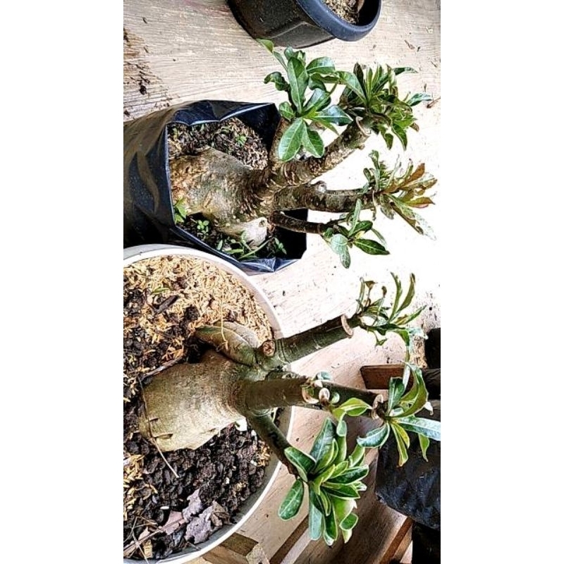 adenium size D