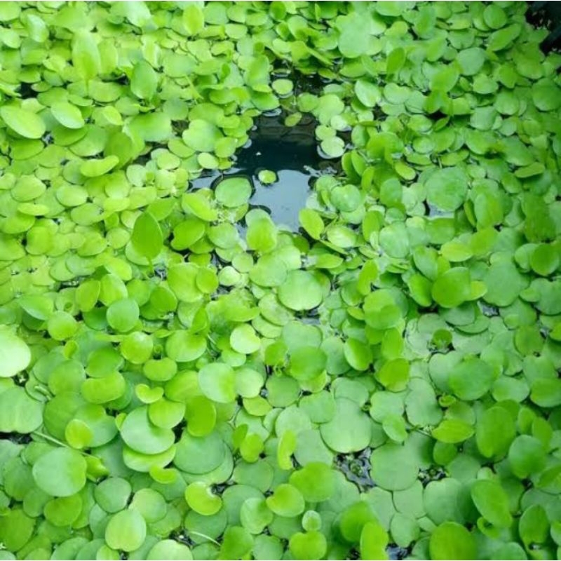 Tanaman air amazon frogbit