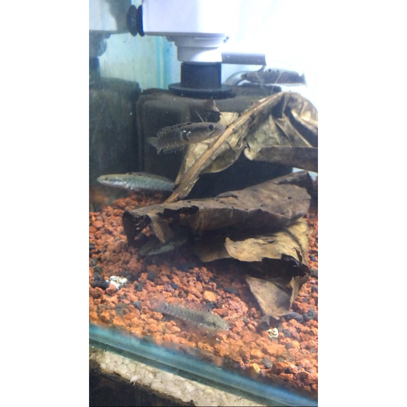 Channa pulchra size 7/8cm Grade A