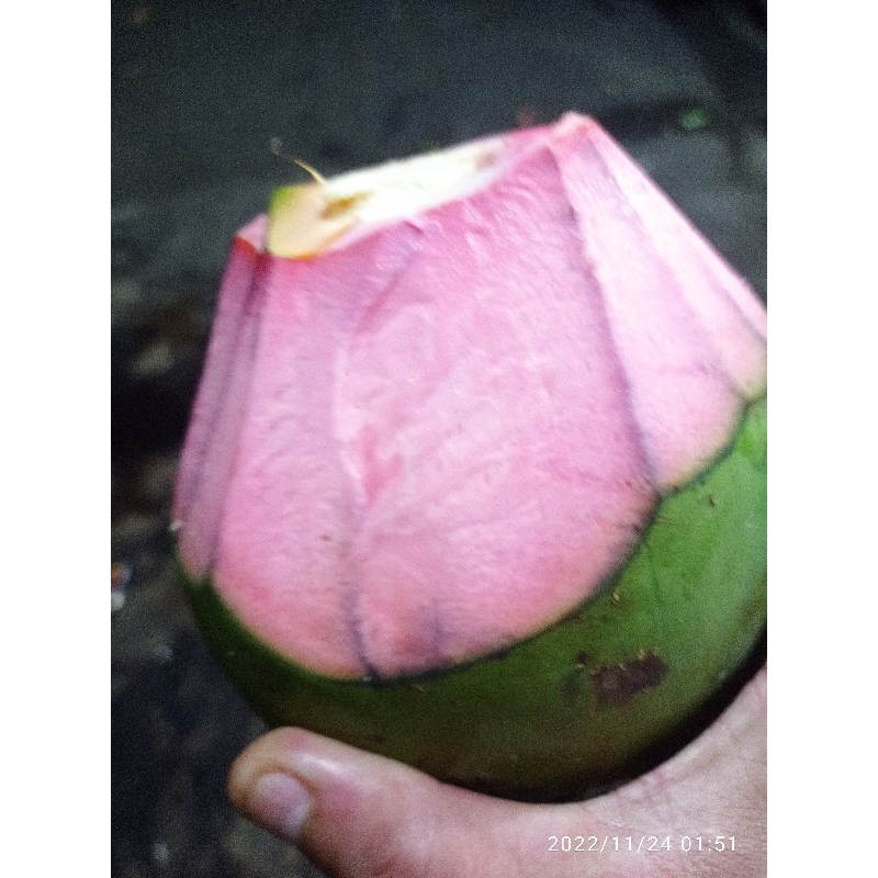 kelapaijoasli