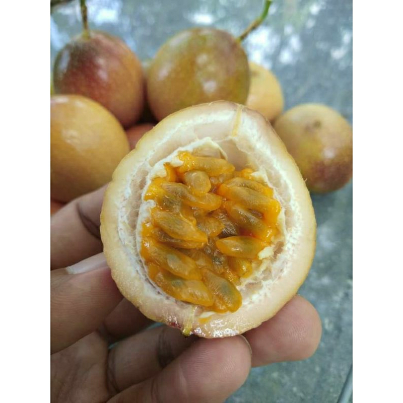 Bibit Markisa Madu