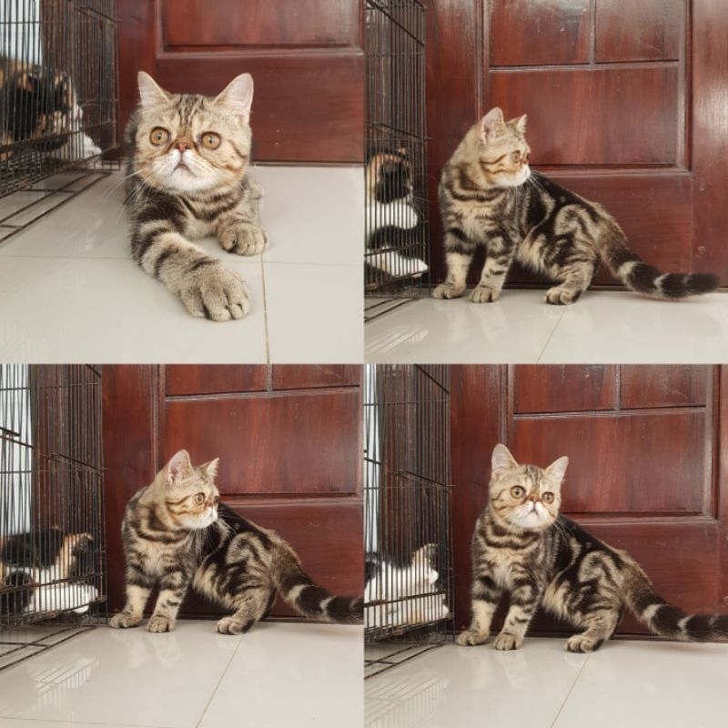 exotic shorthair