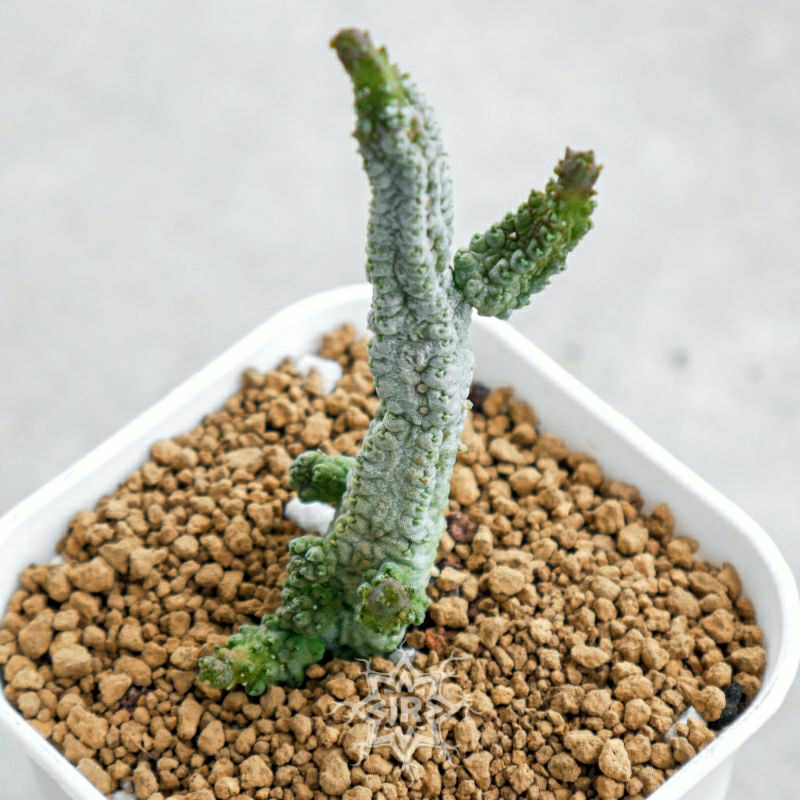 Pseudolithos Dodsoniana