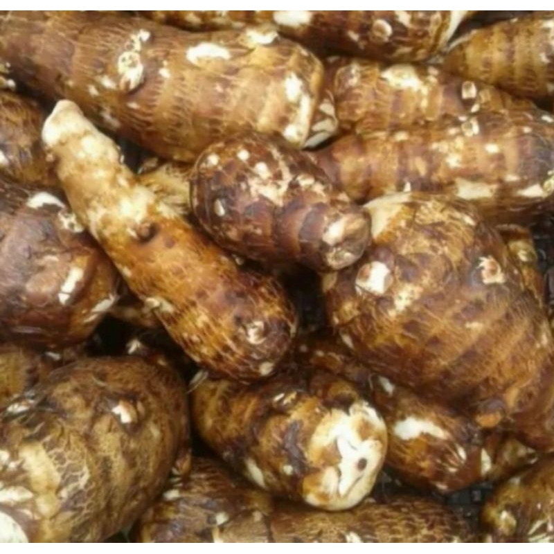 Kimpul/talas 1kg