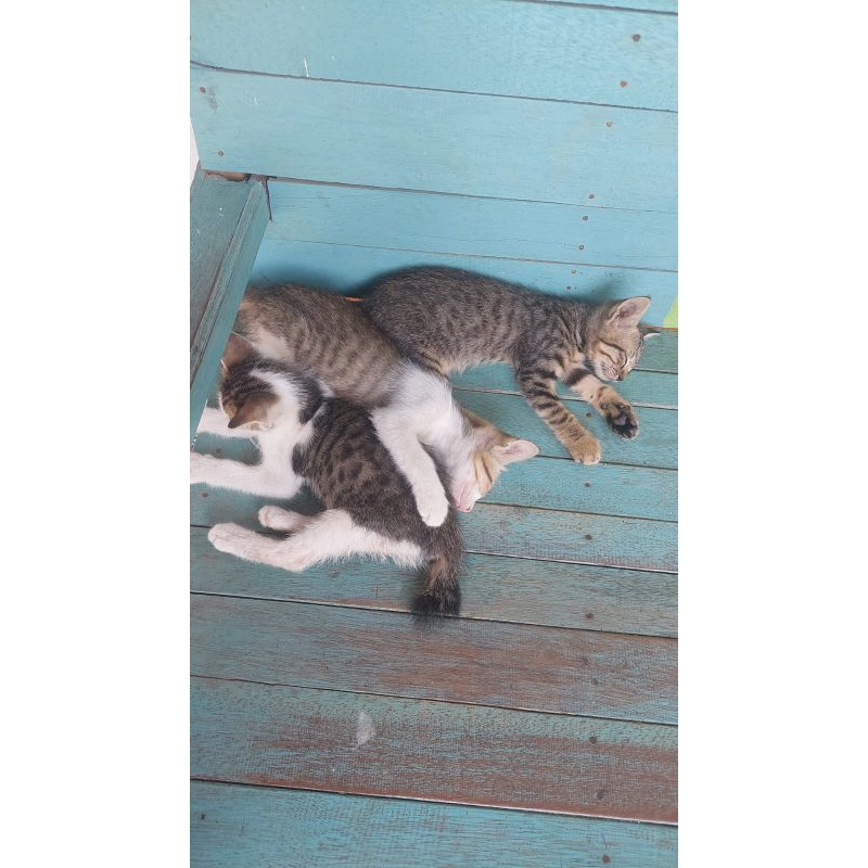 1 kg bolt makanan kucing