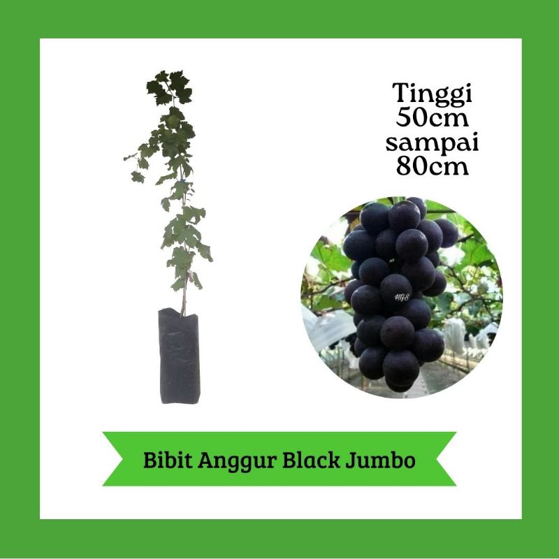 Bibit Anggur Import Black jumbo