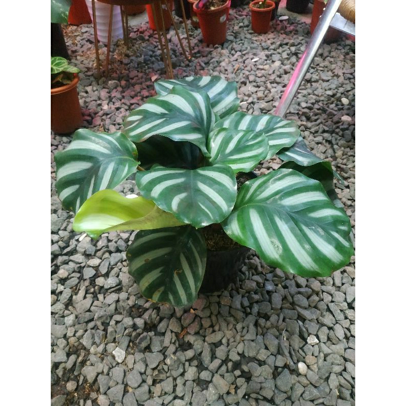 CALATHEA PACIATA