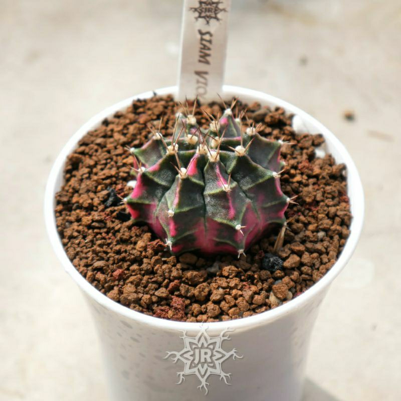 Kaktus Siam Violet