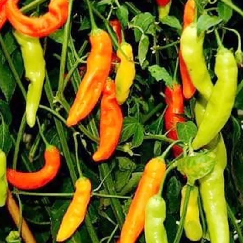 Bibit  Cabe Rawit Setan Terlaris