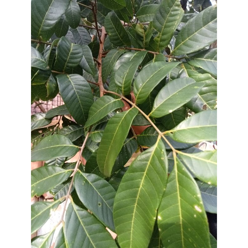 Daun kelengkeng segar 500 gr
