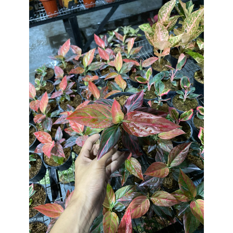 Red vien