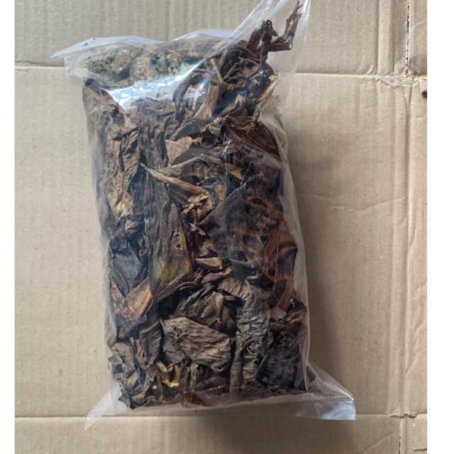 daun ekor naga kering 100gr