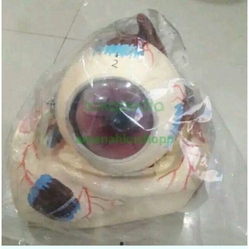 Model Torso Mata Manusia