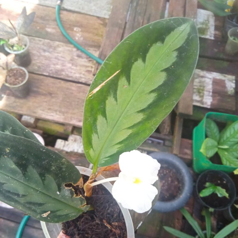 ekor merak