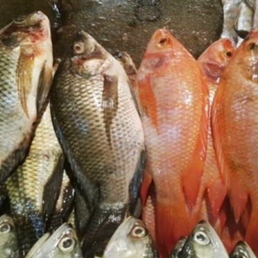 Ikan Nila 1kg