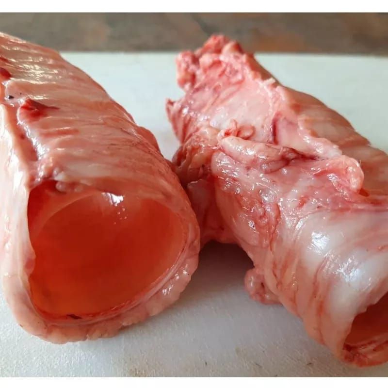 kerongkongan sapi
