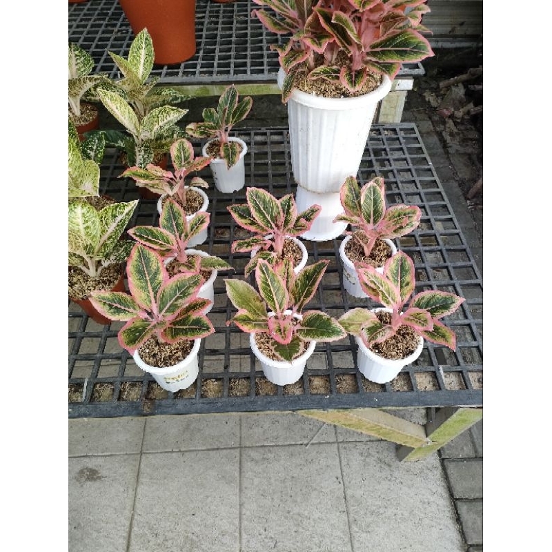 Aglonema Lotus delight