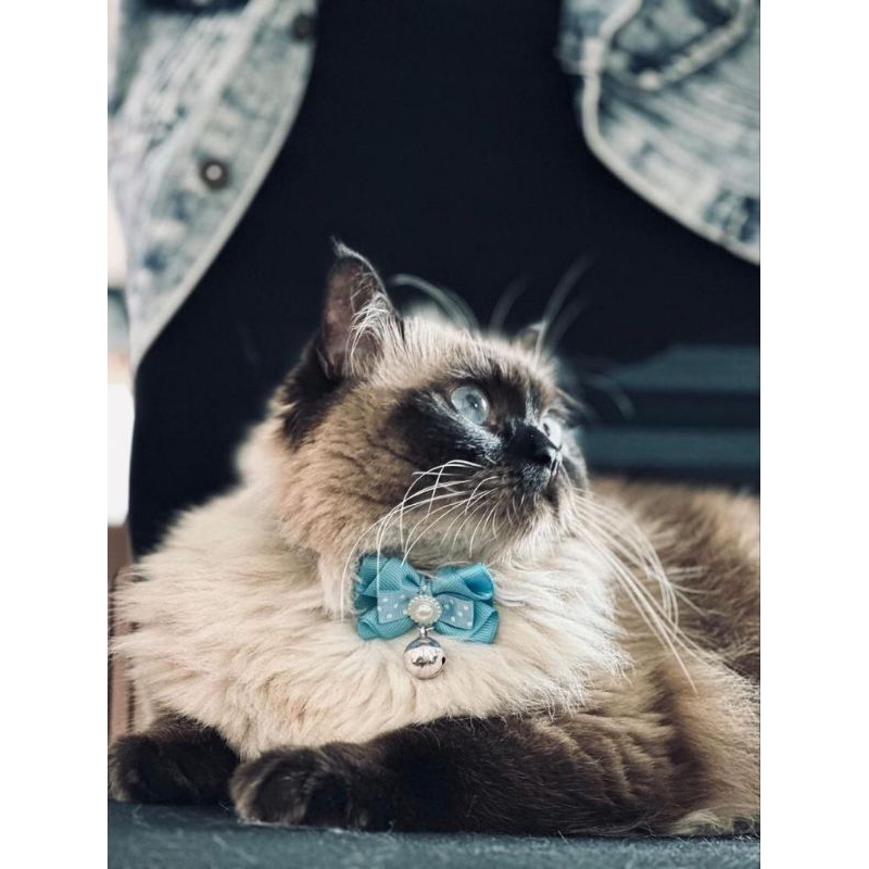 kalung kucing krincing handmade