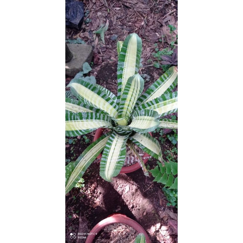 bromelia samurai