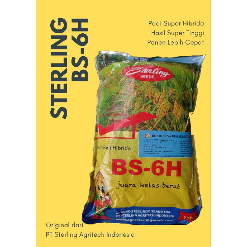 Benih padi hibrida BS-6H