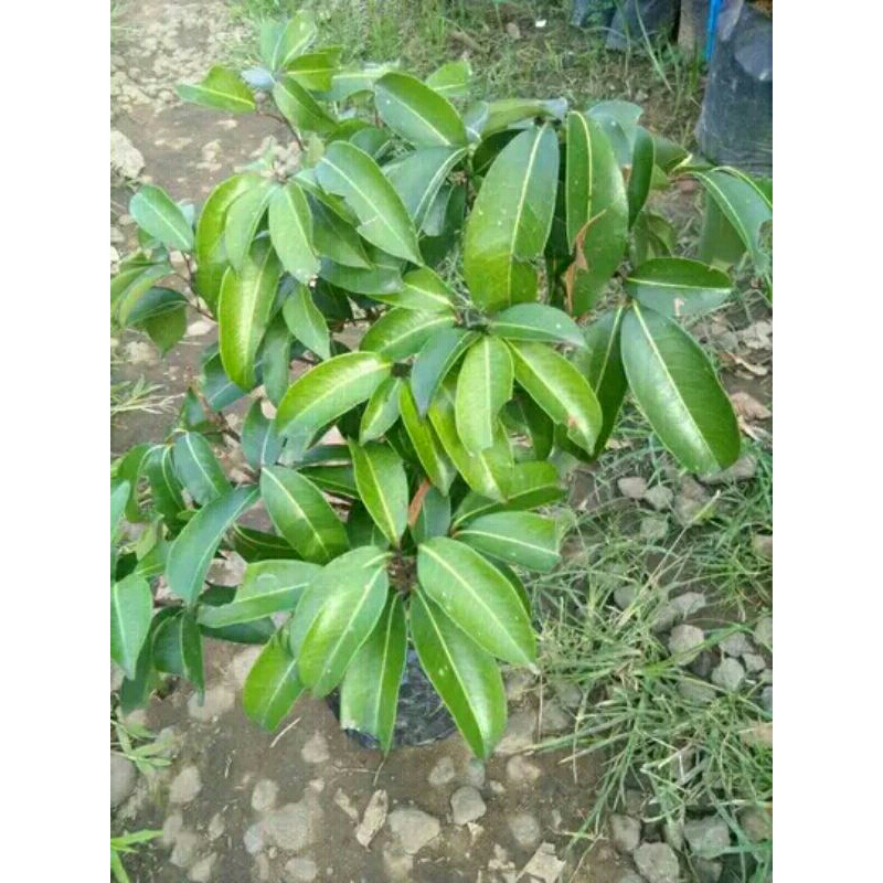 leci merah