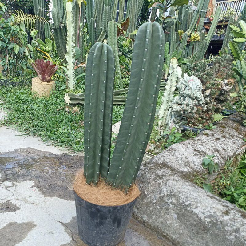 Kaktus Koboi di Pot