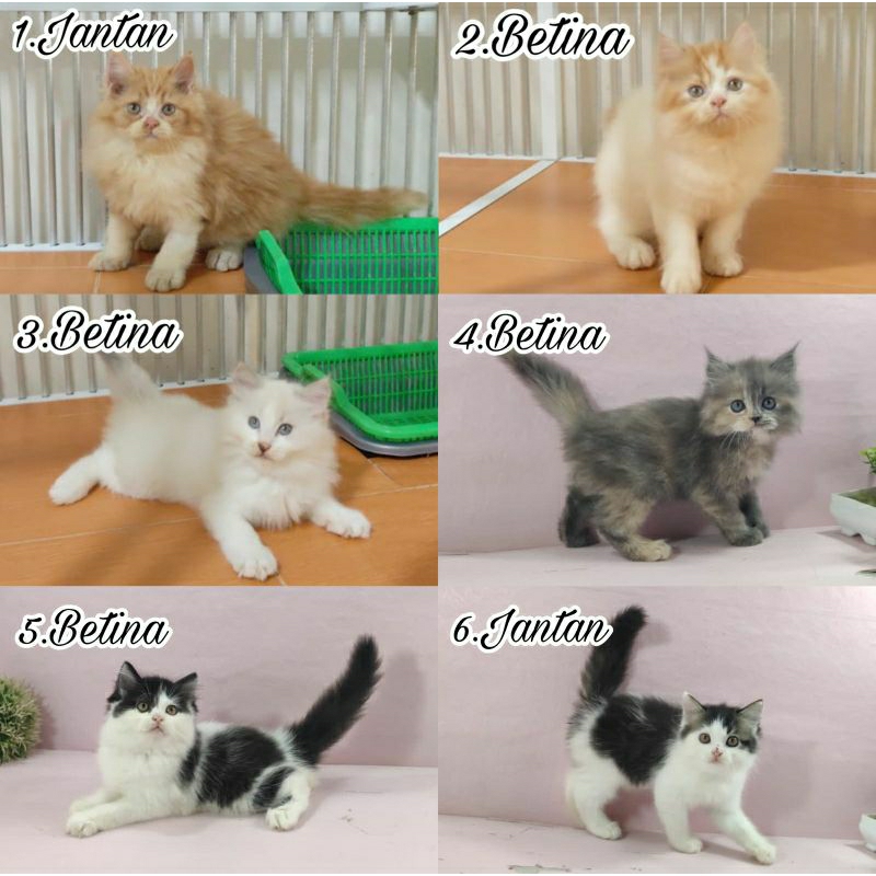 Kucing kitten Persia super lucu