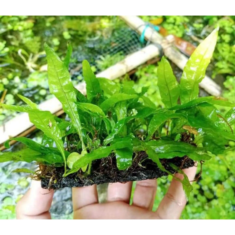 Java Prem kadaka//tanaman aquascape