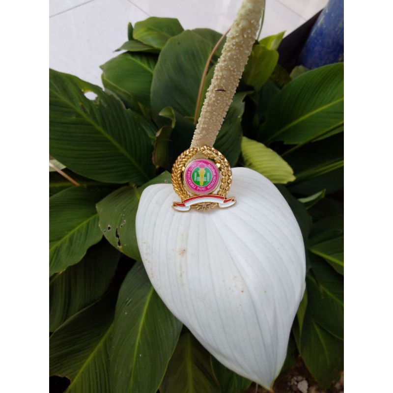 pin PGRI