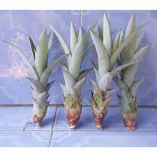 bibit nanas madu siap tanam