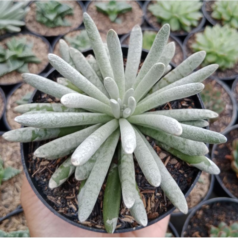 senecio scaposus