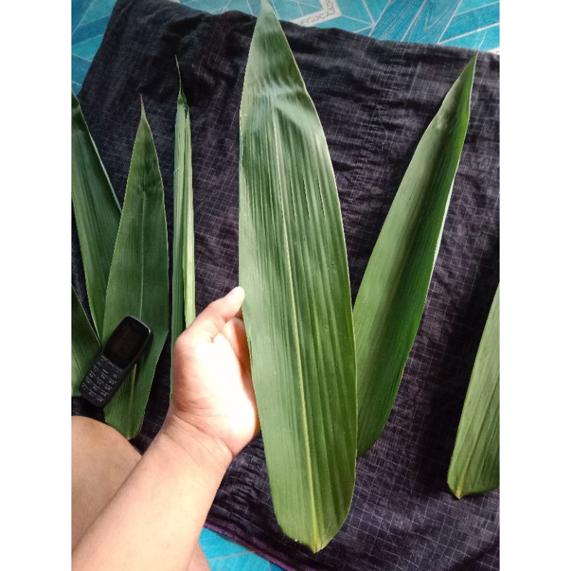 DAUNBAMBULEBARBAGUS