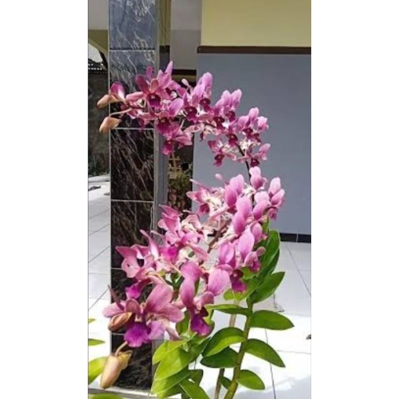 dendrobium Raina remaja