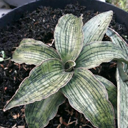 Sanseviera Cleopatra