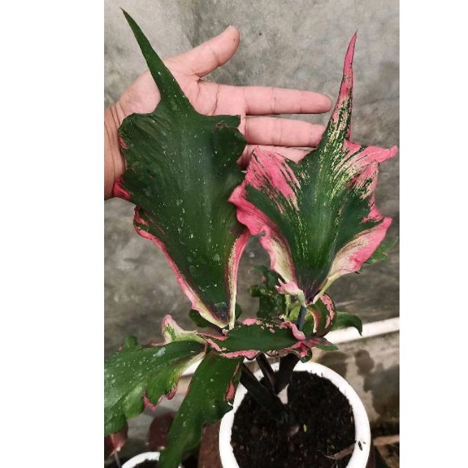 caladium cleo patra
