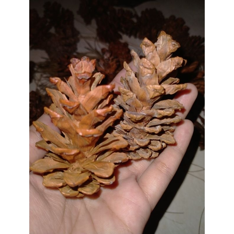 Bunga kering / Bunga pinus / Biji Pinus / Pinecone Asli / rustic dekor