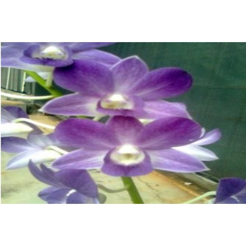 dendrobium blue astabil spike kenop
