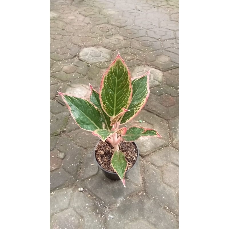 Aglonemalipstikgrag